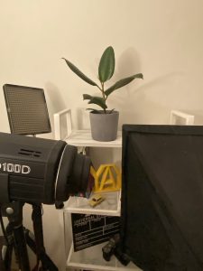 A photograph of a plant on a shelf